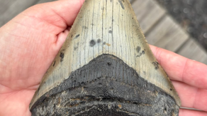 Pennsylvania family makes prehistoric discovery while searching for seashells on the Jersey Shore