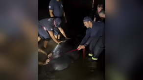 2 large manatees rescued by firefighters after becoming stranded on a Florida beach