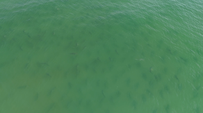 Watch: Hundreds of sharks and a lone stingray caught on video near beach in North Carolina
