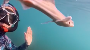 See it: Curious baby shark swims alongside diver in unforgettable encounter