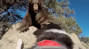 Watch: Courageous dogs chase bears away from populated areas in effort to protect Nevada neighborhoods
