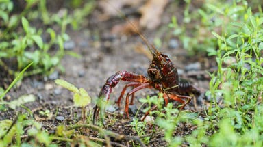 Invasive crayfish claw their way across America and take over US lakes