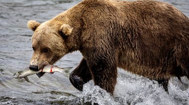Runner comes face-to-face with brown bear during frightening Alaska trail encounter