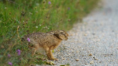 Fourth case of rare, highly infectious 'rabbit fever' confirmed in New York City suburb