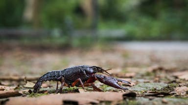 These tiny backpacks could help save threatened crayfish