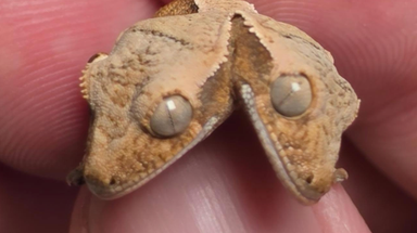 Meet the rare two-headed gecko that is going viral for defying the odds