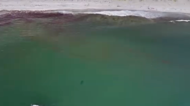 See it: Multiple videos reveal sharks swimming near shore as sightings rise in Maine beach town