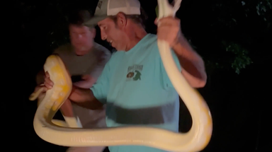 See it: Massive python puts snake catcher to the test in South Carolina