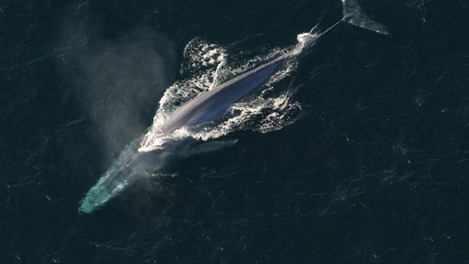 Blue whale swimming in the ocean.
