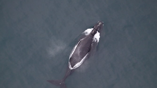 North Pacific right whale named Spot.