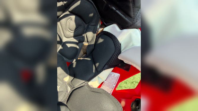 Venomous snake found in football helmet in Arkansas.