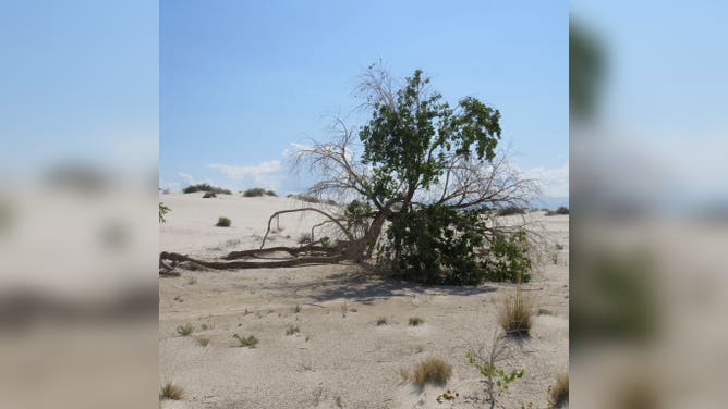 The Rio Grande Cottonwood tree after its collapse.