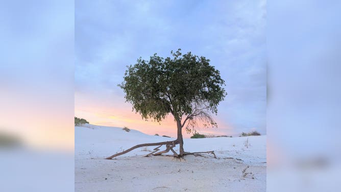 The Rio Grande Cottonwood Tree in White Sands National Park with a pretty view in the background.