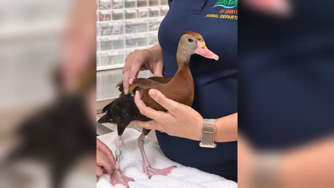 Duck calmly enjoys acupuncture treatment at Tampa Zoo.