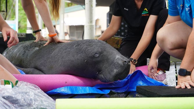 Manatee rests head on more pool noodles during acupuncture treatment.
