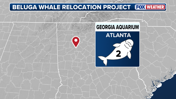 Two of the beluga whales were transported to Georgia Aquarium.