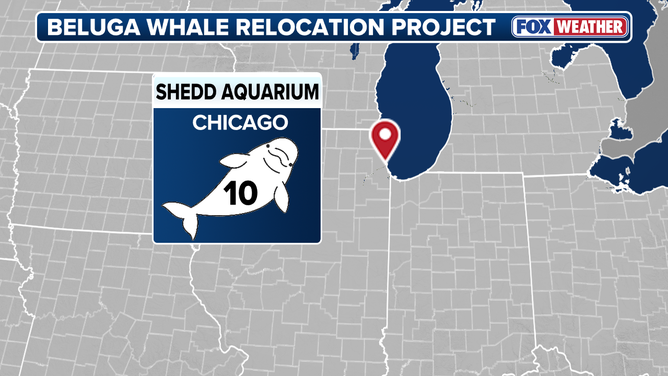 Ten of the beluga whales are being taken to Shedd Aquarium in Chicago.
