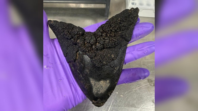 This fossilized shark tooth, encrusted with manganese, was collected during the 2026 Cook Islands ROV Exploration cruise.