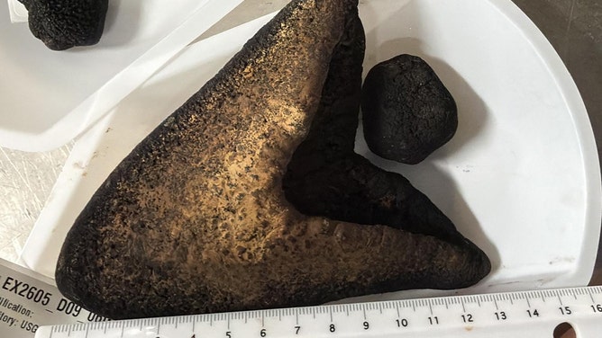 This shark tooth collected during the 2026 Cook Islands ROV Exploration cruise measured 13 centimeters (5 inches) in length!