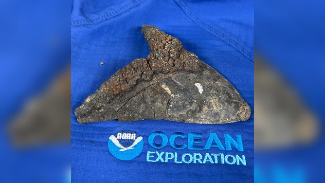 A shark tooth collected during the 2026 Cook Islands ROV Exploration cruise.