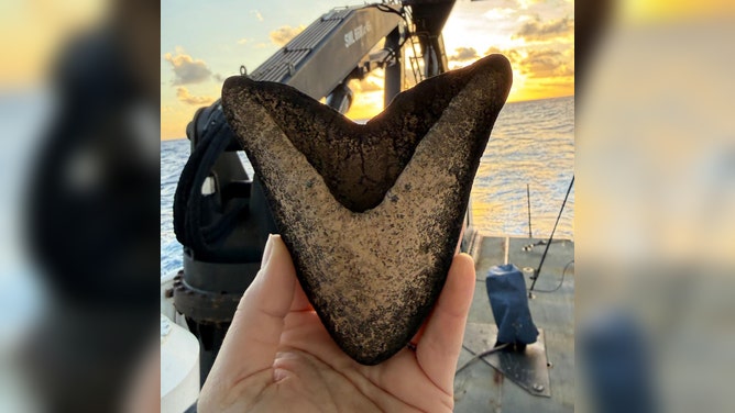 A shark tooth collected during the 2026 Cook Islands ROV Exploration cruise.
