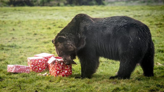 Riku the Ussuri Brown Bear enjoys her first Christmas at the Yorkshire Wildlife Park,
