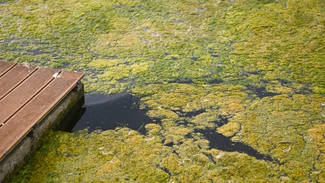 29 August 2019, Bavaria, Breitengüßbach: Algae swim on the water surface of the dredging lake of Breitengüßbach. The Breitengüßbach dredging lake is one of several lakes where water pollution such as blue-green algae has occurred due to the heat and has therefore been closed to bathing.