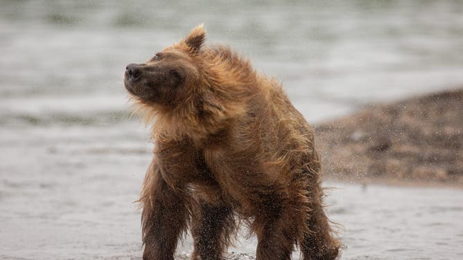 Kamchatka Brown bear (Ursus arctos beringianus)the bear shakes after swim in Kurile Lake. Kamchatka peninsula. Russian Federation. Eurasia.