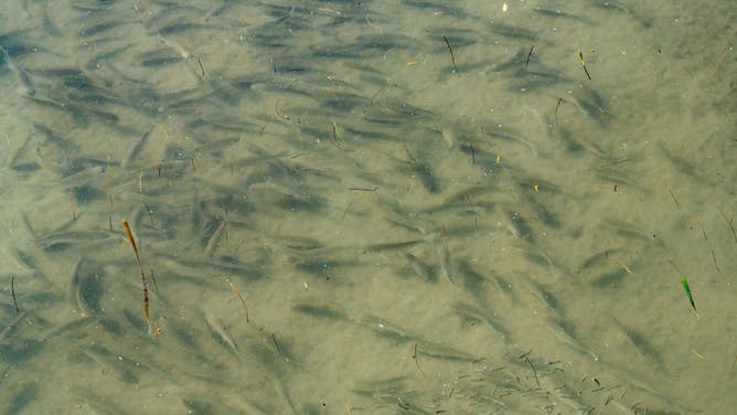 A school of mullet fry in the brackish shallow water of the wetlands in the South Padre Island Nature Center, Texas.