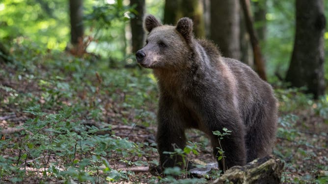 Eurasian brown bear (Ursus arctos), Notranjska forest, Slovenia..