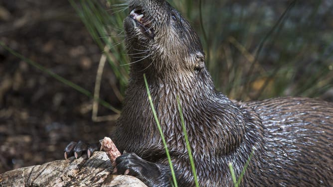 WASHINGTON, DC - AUGUST 28:A North American River Otter enjoys a frozen meat treat Tuesday August 28, 2012 in Washington, DC.