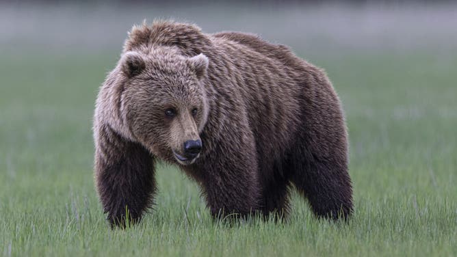 Grizzly bear (Ursus arctos horribilis) on the grass, Lake Clark, Alaska, USA.