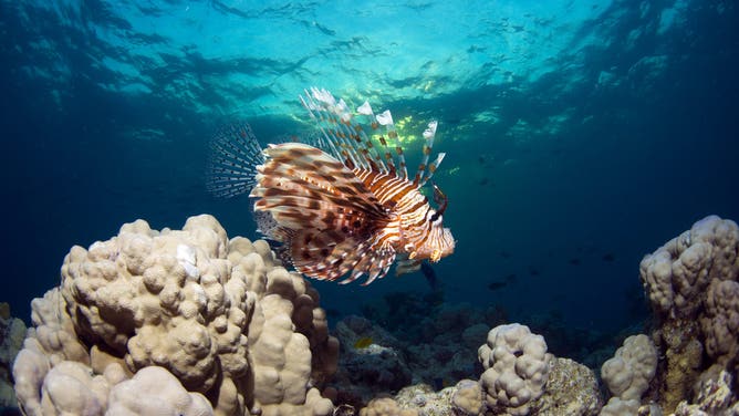 RED SEA, EGYPT - DECEMBER 22: A lionfish (Pterois) is seen swimming in Egypt's Red Sea, one of the most important places in the world for underwater richness and home to many species on December 22, 2024.