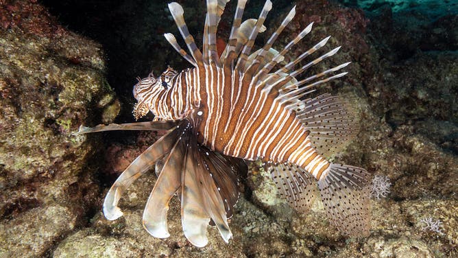MUGLA, TURKIYE - APRIL 19: A lionfish (Pterois volitans) is seen underwater at Asi Bay, located between Iztuzu and Sarigerme in Ortaca district of Mugla, Turkiye on April 19, 2024.