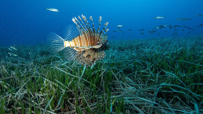 ANTALYA, TURKIYE - MAY 25: A lionfish (Pterois), a genus of venomous marine fish, is seen in Kas district, which has different ecological and biological richness under the sea, in Antalya, Turkiye, on May 25, 2025.