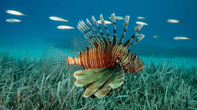 ANTALYA, TURKIYE - MAY 25: A lionfish (Pterois), a genus of venomous marine fish, is seen in Kas district, which has different ecological and biological richness under the sea, in Antalya, Turkiye, on May 25, 2025.