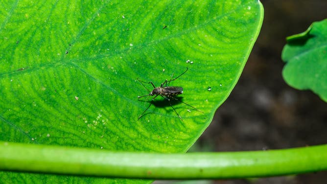 Female Aedes mosquitoes, including the Asian tiger mosquito (Aedes albopictus) and the yellow fever mosquito (Aedes aegypti), are observed feeding on human blood in Tehatta, West Bengal, India, on May 01, 2026.