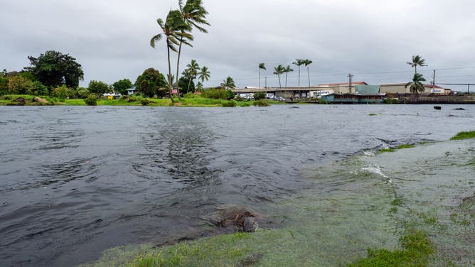 A young green sea turtle fills up on grass as ocean waters started to raise due to the approach of Tropical Storm Lala at Reed's Bay in Hilo, Hawaii on August 14, 2026.