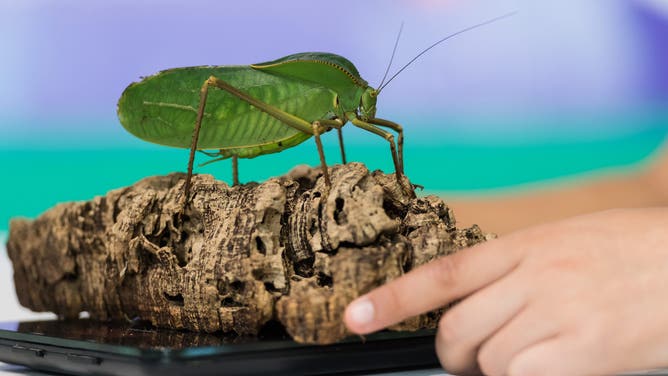 LONDON, UNITED KINGDOM - AUGUST 24, 2026: A zookeeper weighs a katydids during the photocall for the annual weigh-in at ZSL London Zoo in London, United Kingdom on August 24, 2026. Every year keepers at the London Zoo record animals' vital statistics to monitor their health and general well-being. 
