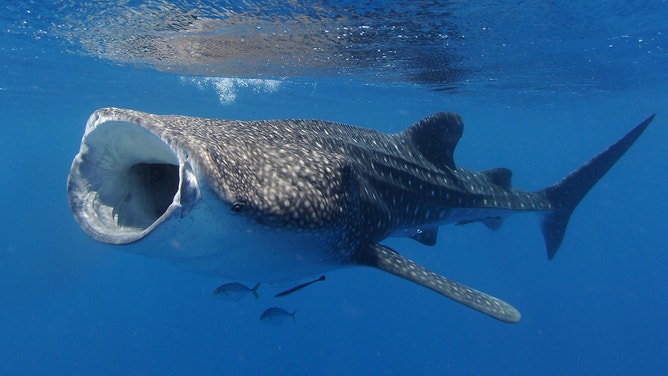 Whale Sharks watched by tourists off the coast on April 22, 2012 in Ningaloo Reef, Western Australia.