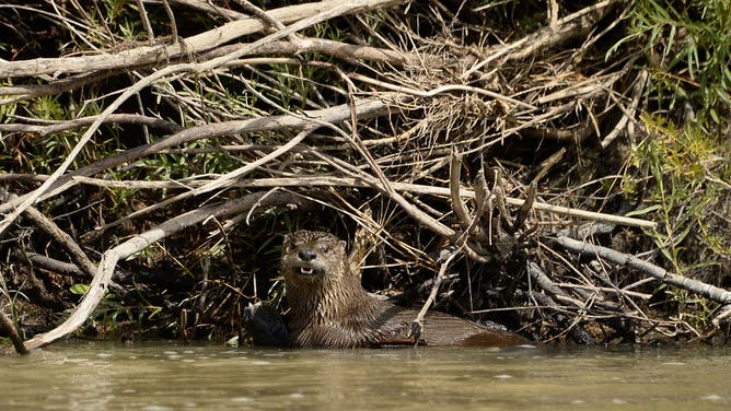 COLORADO RIVER, CO - SEPTEMBER 15: An American River Otter eats along the banks on the Ruby HorseThief stretch of the Colorado River west of Grand Junction on September 15, 2015 near Fruita, Colorado.