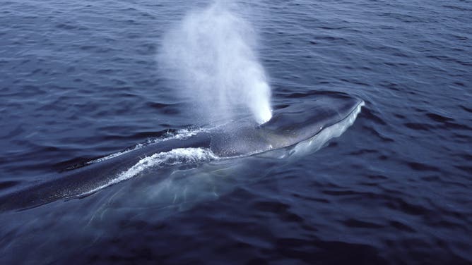 Fin whale. Balaenoptera physalus. Photographed in the Gulf of Maine, North Atlantic Ocean.