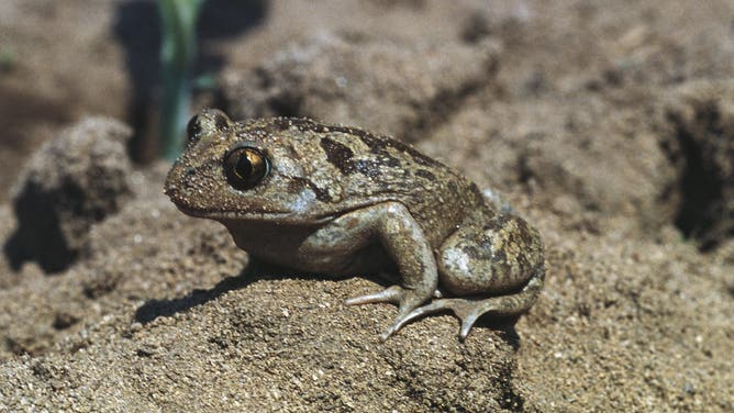 UNSPECIFIED - OCTOBER 28: Common Spadefoot (Pelobates fuscus) on sand.