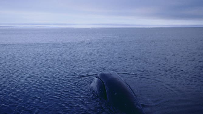 A bowhead Whale (balaena mysticetus) during its migration to the North in July.
