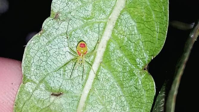 Hawaiian happy-face spider found during the 2015 Bioblitz.