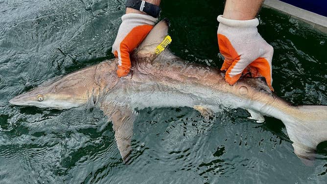 A juvenile blacktip shark. (All animal interaction is under state and/or federal permits)
