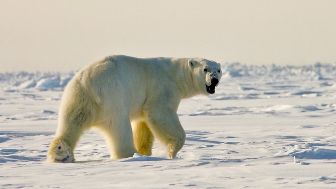 A large polar bear in Alaska. 