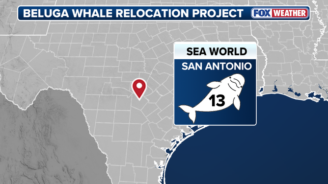 Thirteen of the whales are being relocated to SeaWorld San Antonio.