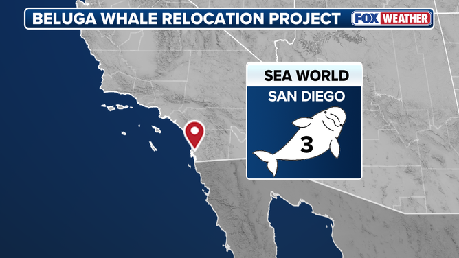 Three of the beluga whales went to SeaWorld San Diego.