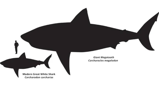 Size comparison between humans, modern Great White Sharks and the ancient Giant Megatooth.